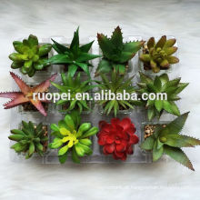 mini plantas succlent decorativas por atacado